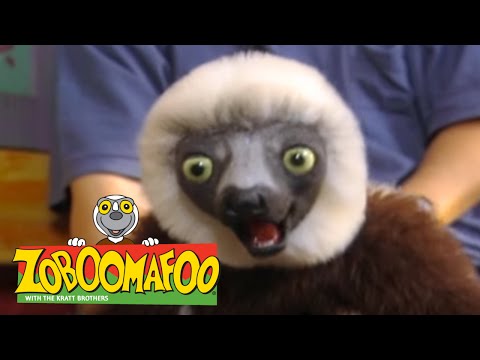 Zoboomafoo 206 - Fearfest (Full Episode)