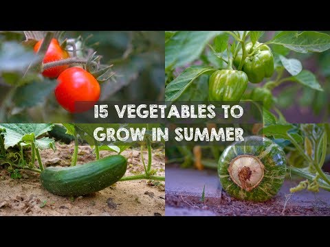 download lagu mp3 mp4 Herbs To Plant In Summer Melbourne, download lagu Herbs To Plant In Summer Melbourne gratis, unduh video klip Herbs To Plant In Summer Melbourne