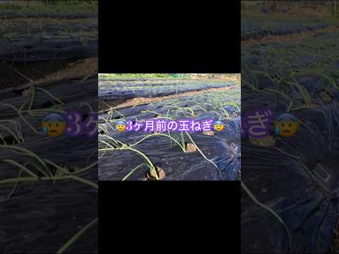 なぜ蘭にタマネギを入れるのですか？成長と開花を活性化するための4つの奇跡的なヒント  庭園