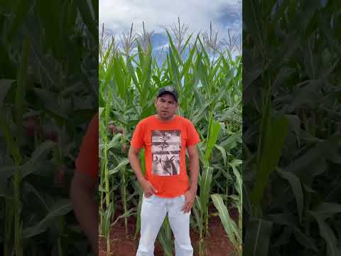 Depoimento do produtor NEO620 IPRO NP. Aral Moreira, MS.