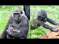 Mizani Turns One The Reunion Of Two Gorilla Families
