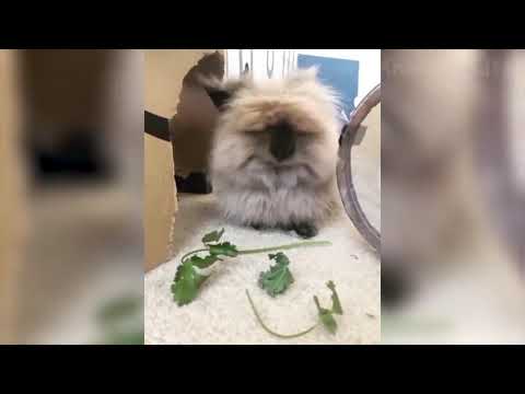 yt1s com    Funniest  Dogs and  Cats  Awesome Funny Pet Animals Videos  720p