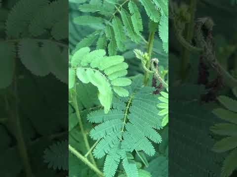 Touch me Not 🍃 #trendingreels #viralshort #youtubeshorts #trending #shorts #viral #touchmenotplant