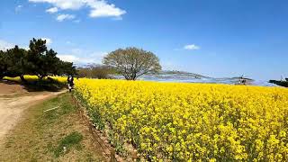 April 9 Hitachi Kaihin Park.  Canola　 flower