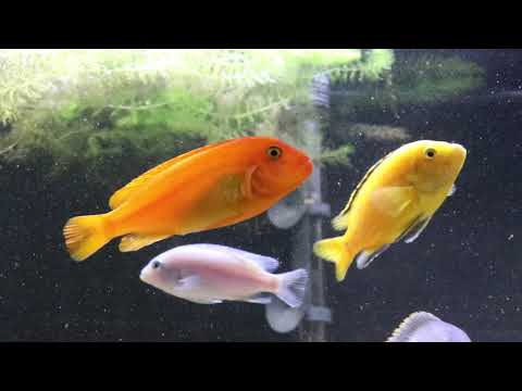 Red Zebra cichlid (Maylandia) — chov a rozmnožovanie mbuna