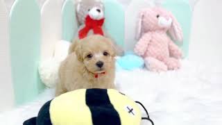 ハーフ犬の動画01