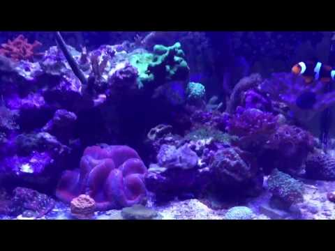 25 Gallon Lagoon Reef with Mitras LX7 LED