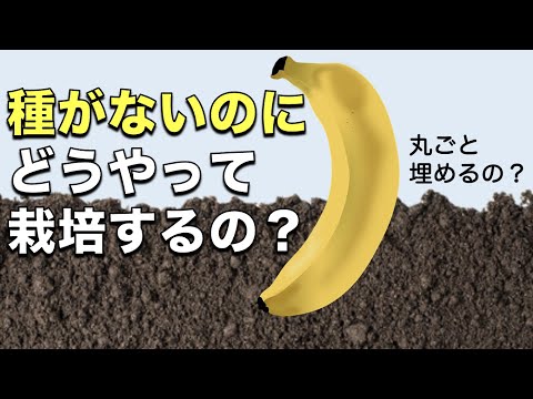 , title : 'バナナは種がないのに、どうやって栽培するの？｜バナナに隠された驚くべき事実 Top3'