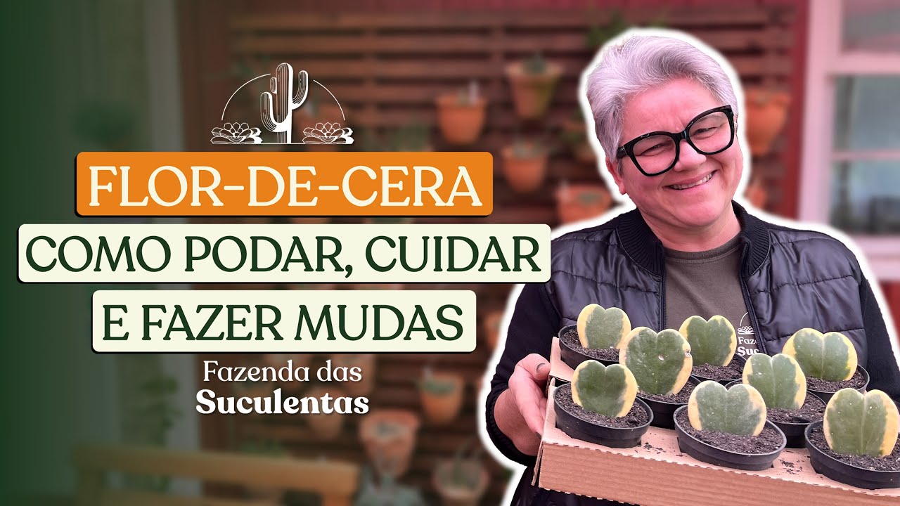 FLOR-DE-CERA: MUDAS, CULTIVO E CUIDADOS