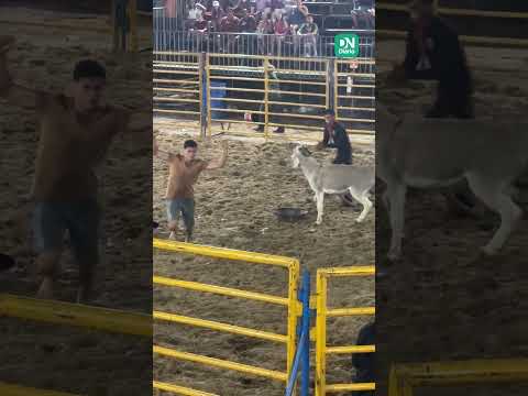 Chifrada, mordida e queda: desafio por cerveja e dinheiro deixa cearense ferido em Morada Nova