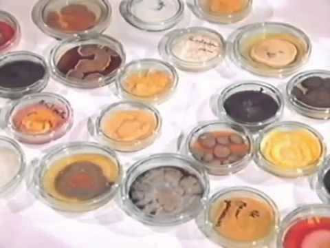 Terra X   007   Der Fluch des Pharao   Das Geheimwissen der alten Ägypter