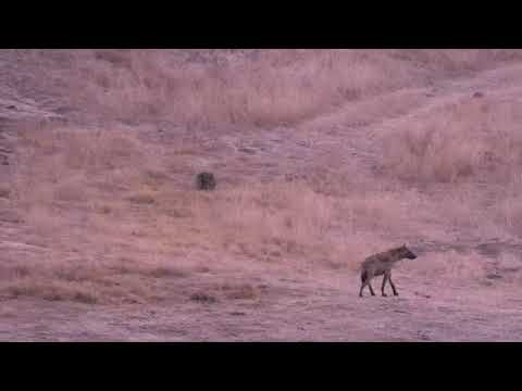 Djuma: Two Hyenas come for a drink - 05:38 - 09/11/18
