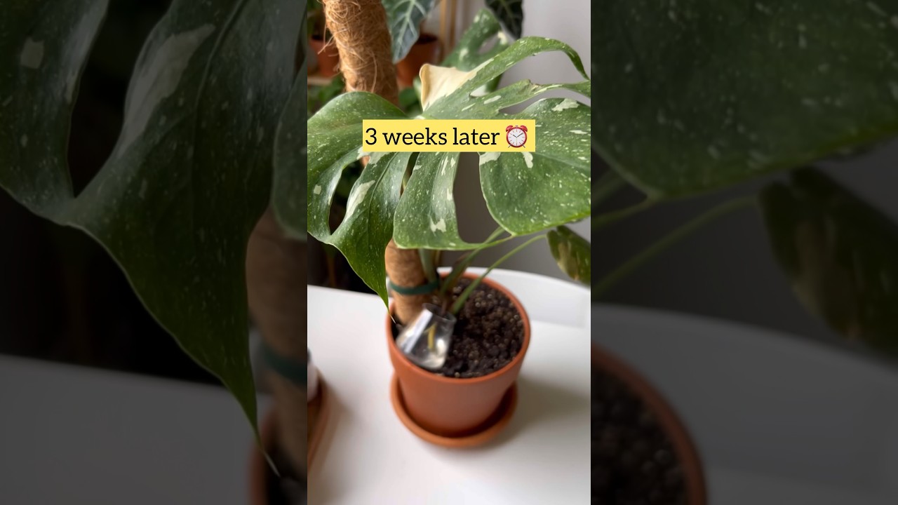 How to improve the growth of Monstera aerial roots (for young plants) 🌿 #monstera #plantcare #plant