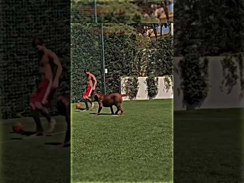 Messi against dog vs Cristiano Ronaldo against bull  #shorts #football #messi #cristiano