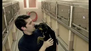 Visalia Animal Shelter full amid holiday surge in lost, abandoned pets