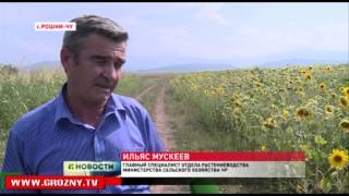 Аграрии Чечни ожидают хороший урожай подсолнечника