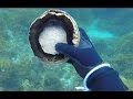 Abalone Diving Tasmania Clearest Water Ever