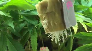 Roots In 5 Days Cloning Made Easy With Momma J How to Clone Marijuana Plants!