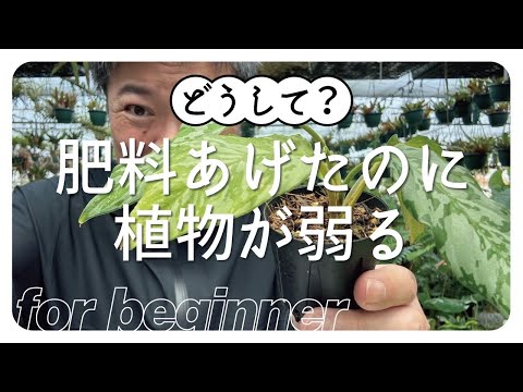 自分でコーヒーかすを注入して緑の植物を作るための天然肥料は何ですか
