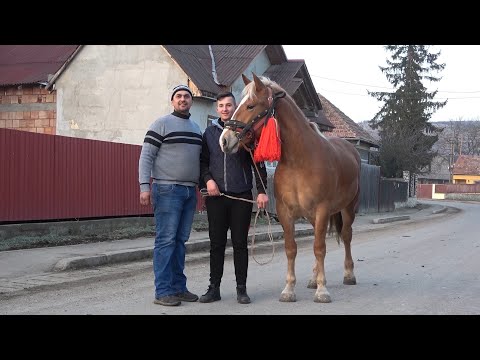 Iepele lui Florin si Daniel de la Gilau, Cluj  2021Nou!!!