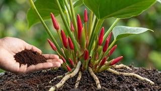 Just Coffee! Anthurium Blooms All Year Naturally