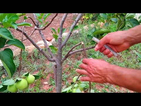 , title : 'كل ما يجب فعله تجاه شجرة التفاح 😍Apple tree treatment'