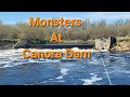 Video Thumbnail for Monsters At Canora Dam.