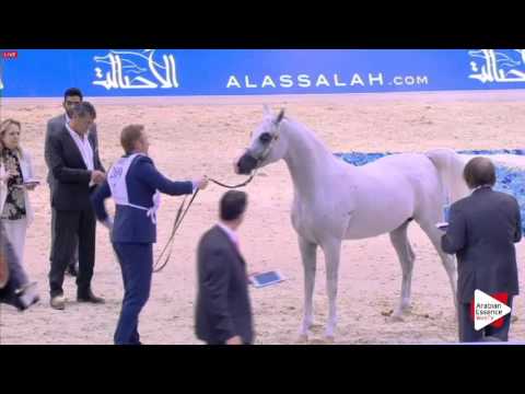 N.209 AL ARYAM BAREE - Dubai 2016 - Colts 3 years old (Class 11)