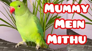 Mummy Mein Mithu | Talking Parrot #youtubeshorts #shorts #viral