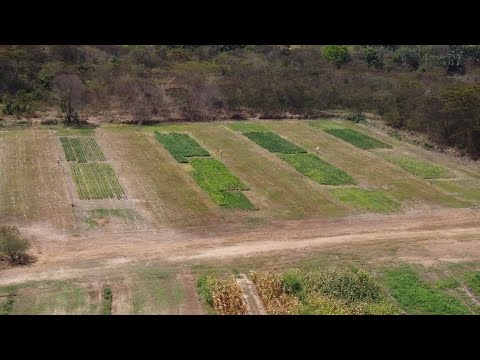 EMBRAPA Meio-Norte colhe imagens de drones para verificar status de plantações rurais 17 09 2022