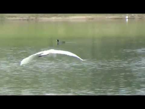 Foraging ducks encroach on Egret's hunting perch