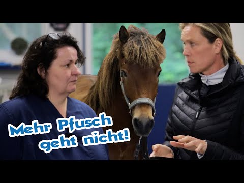 Horse goes completely crazy due to incorrect treatment – vets can't read a blood count?