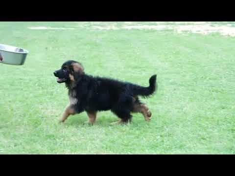 combinationSire- Auk Toplis Fortis S/o Lithium Vom faninoDam- Zareena D/oZift Vom Fanino 6392649054