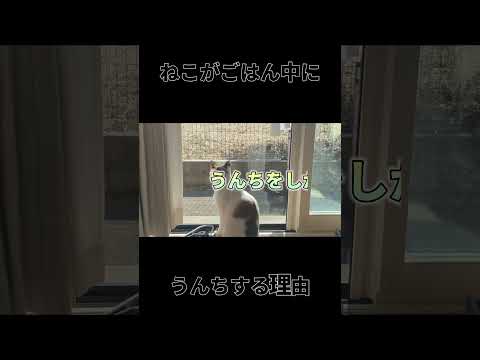 猫はなぜ糞を埋めるのでしょうか?