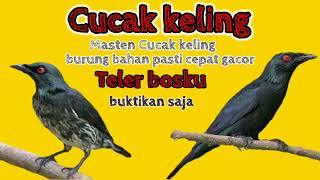 Download lagu cucak keling // masteran cucak keling bikin cepat gacor dan teler burung bahan pun cepat gacor teler mp3