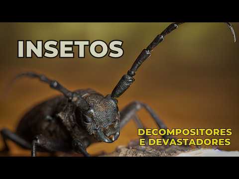 Os Insetos decompositores e devastadores - Transformando ecossistemas