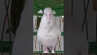 Download lagu Perkutut Putih Gacor Suara Bagus Mewah Sekali ‼️ #perkutut mp3