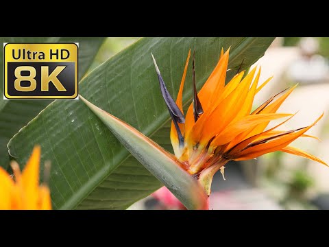 8K ULTRA HD / 8K TV – Beautiful Flowers Collection | Amazing nature | Beautiful Flowers | 8K  Video