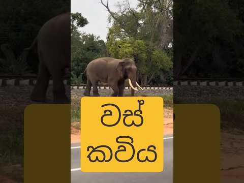 kawanthissa Ath Raju was kavi වස්කවි ඇත් රජු වෙනුවෙන්