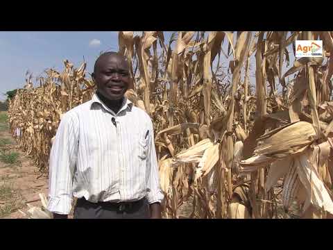 A Guide to Maize Production