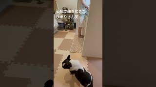 不安で見にくるワンコ#vlog  #フレンチブルドッグ #フレブル #frenchie #shorts 　　　"The dog that comes to check out of anxiety."