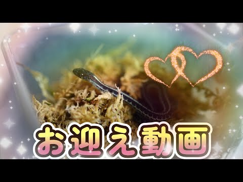 IUCN分類における絶滅の危険性を示す図。