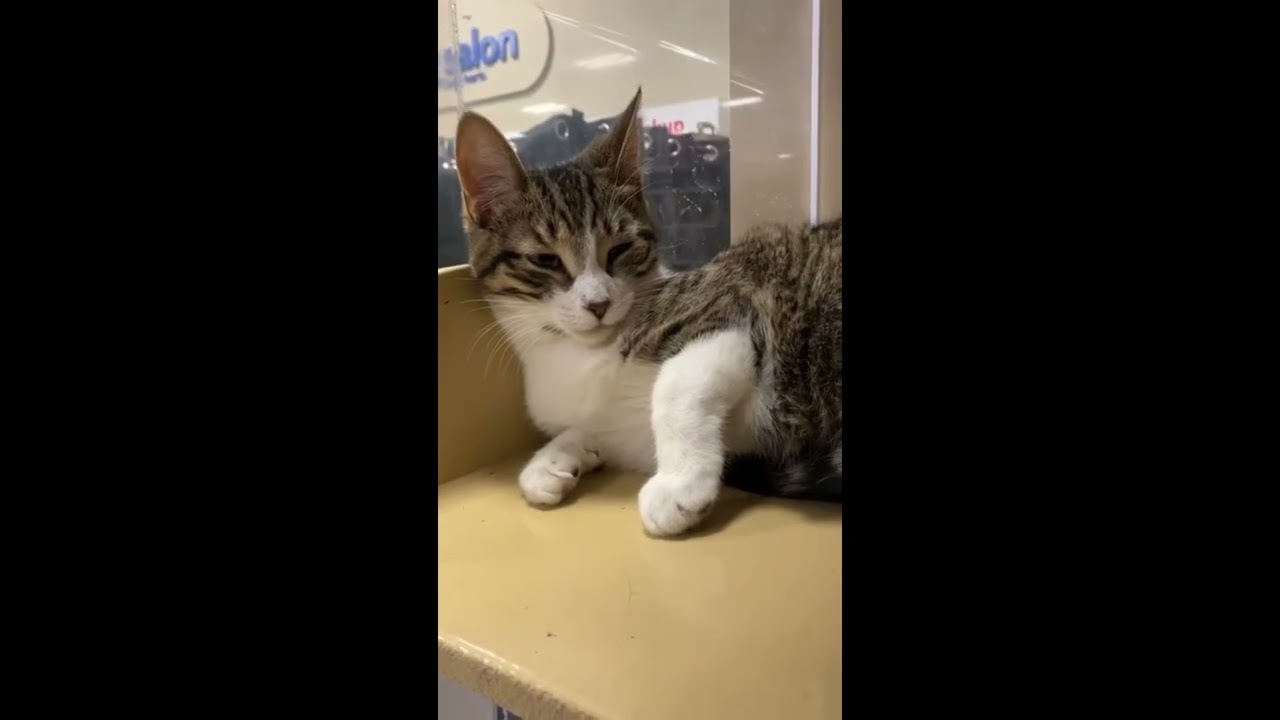 Enlarge Lulu, a Adoptable mixed breed in Woodbridge, ON video 6/6