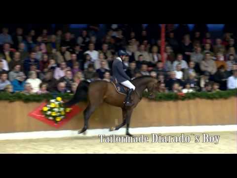 Schockemöhle Hengstkollektion 2013 Tailormade Diarado´s Boy