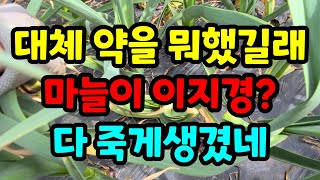 마늘에 대체 무슨일이?약은 제대로알고 해야지 잘못하면 수확 못할수도 있어요. 꼭 확인하세요 #마늘재배 #마늘…