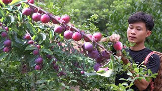 Harvest plums fruit to market sell, gardening, care vegetables, Living off grid in forest