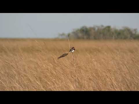 Strange-tailed Tyrant in Ibera marshes - Argentina