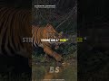 SIGMA RULES Fearless Like A LION Shorts Motivation Shortsfeed Inspirational Quotes Viral