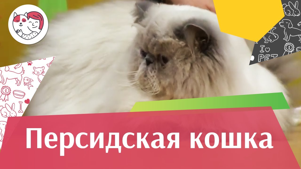 Персидская кошка на ilike.pet Уход