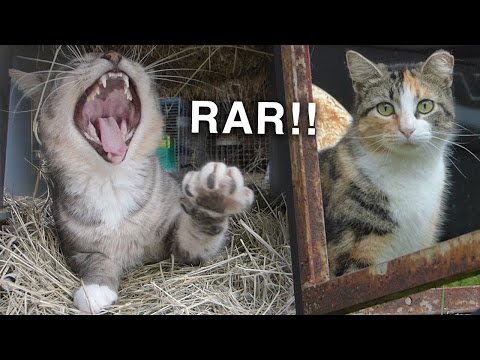 CATS! How Adopting Barn Cats Is Working for Us